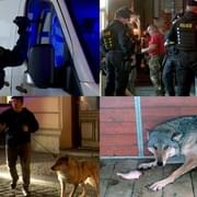 Cizincům kvůli týrání odebrali tři vlky, jenže muži neváhali a v noci násilím vnikli do domu majitele útulku