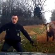 Býk napadl a zranil muže + starší video napadení policistů krávou