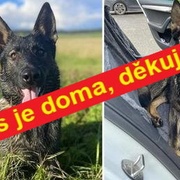 Ares se našel a už je doma! Bylo to díky vaší pomoci.
