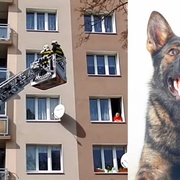 Další dítě zavřelo mamku a hasiče chtěl ochutnat pes