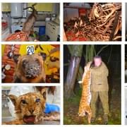 Šílené a zvrácené - vypustili tygry a pak je lovili! Další chráněná zvířata pak zabíjeli pro zisk.