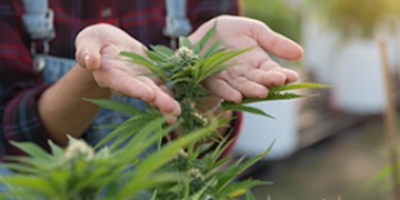 Obchodní zástupce e-shopu s konopím připravil zaměstnavatele o statisíce