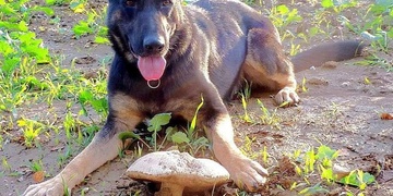 Další informace k případu pobodaného služebního psa