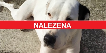 Hledá se Amy! - Aktualizováno, fenka byla nalezena