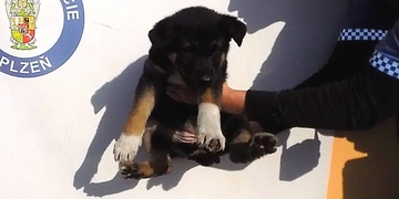 Tři nové přírůstky včetně štěněte v plzeňském útulku