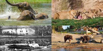 Začínali se sovami a liškami, teď už sní i o slonech, a víte o tom, že plzeňská zoo slaví 100 let?