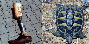 Noha, želva a papoušek