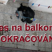 Týrají psa na balkoně 2. - Zjistili jsme pro vás:
