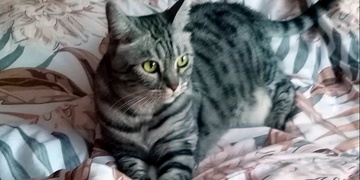 Prosím pomozte, hledáme ztraceného Macíka