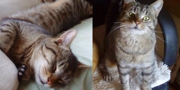 Leo se ztratil, je to člen naší rodiny