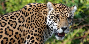 Městská policie v Plzni odchytávala leoparda
