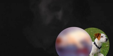 Vzal štěně za zadní nožičky, zdvihl jej do výšky a opakovaně udeřil jeho hlavičkou o zem