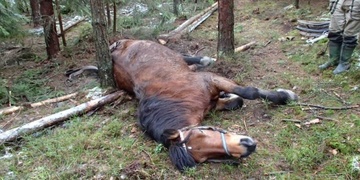 Záchrana kobylky, která v lese spadla do jámy