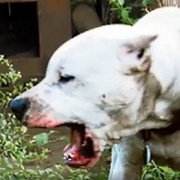 Při útoku Argentinské dogy druhý pes zemřel a do nemocnice bylo transportováno miminko