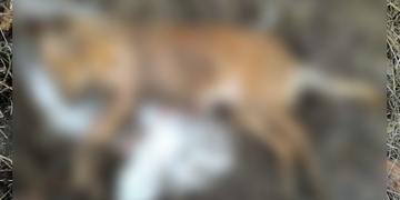 V Bělé nad Radbuzou byl nalezen zastřelený pes