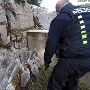 Šťastné shledání labutí rodinky mají na svědomí strážníci