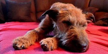 Ešli je doma, moc Vám děkujeme!