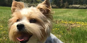 Pomozte prosím najít Baileyho