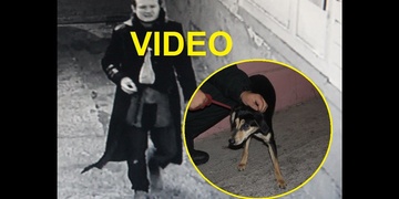 V Plzni se svévolně zbavil svého psa