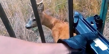 Záchrana srnečka zaseklého v mřížích