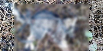 Policie šetří smrt štěněte, zřejmě bylo utýrané