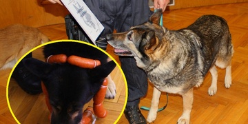 Pobodaný hrdina Romer jde do důchodu, společně s ním pak další tři psi