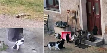 Další týrání zvířat, po případu dívky, která rozsekala kotě mačetou, přichází zřejmě šílený množitel