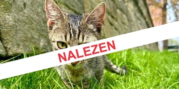 Kocourek je již doma, majitelé vám děkují