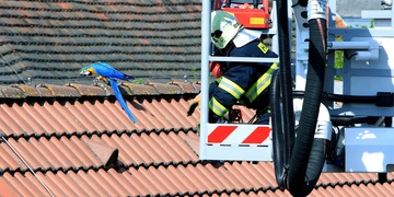 Aru modrého odchytávali hasiči