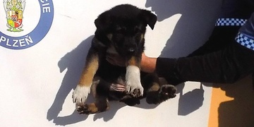 Radní rozhodli o dalším postupu ohledně útulku