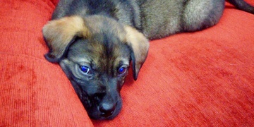 Nía zradil jeho vlastní páníček