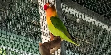 Nepostrádáte papouška?