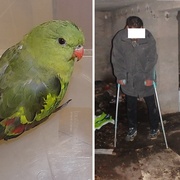 Od chytání papouška až po záchranu seniora