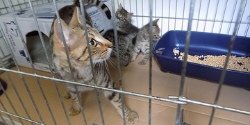 Senior zachránil čtyři kočičí životy