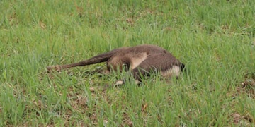 Pytláci řádí na severním Plzeňsku