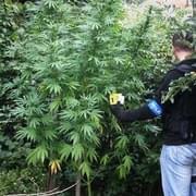 Pěstovali a distribuovali drogy na Borsku