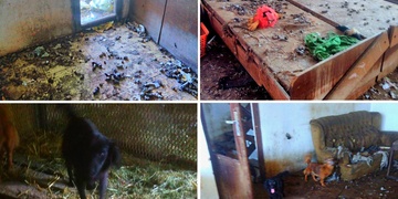 Prosíme o Vaši pomoc pro osm týraných psů