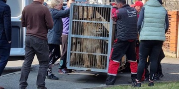 Odebrané lvice i puma už jsou v nových domovech - přinášíme kompletní vyjádření Ministerstva životního prostředí