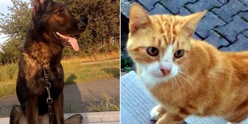 Ztracená fenka a nalezený kocourek