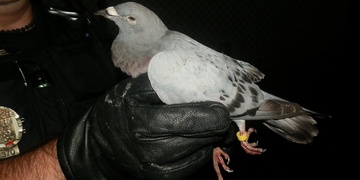 Polonahá žena, opilci s rozbitými hlavami a unavený poštovní holub