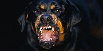 Recidivista měl smůlu, narazil na majitele i jeho psa