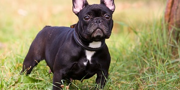 Ukopal Francouzského buldočka