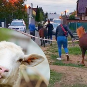 Strážníci odchytávali ovce, kočky, řidiče, psy a poníky