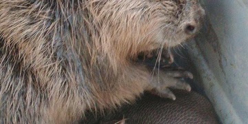 Dva zachránění bobři za necelé dva týdny