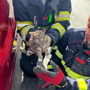 Pokus o záchranu "bojového" koťátka skončil debaklem hasičů
