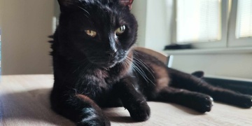 Pomozte mi prosím najít Mikeše, nabízím odměnu dva tisíce korun