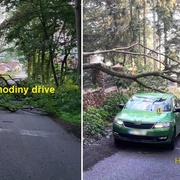 Pád stromu na jedoucí auto byl vyloučen, vyšetřování ale stále pokračuje