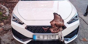 Život dravce skončil v masce osobního vozu