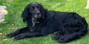 Pomozme prosím dostat Muffa zpět domů