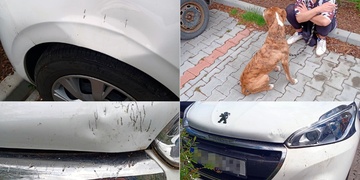 Peugeot Stafordovi zřejmě chutnal